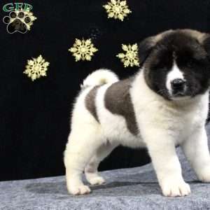 Cory, Akita Puppy